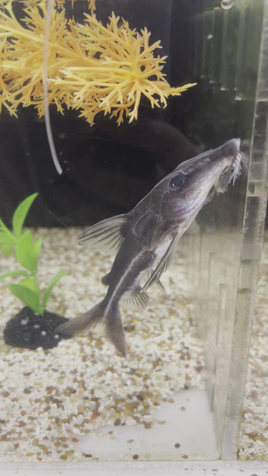 Turushuqui Dolphin Catfish