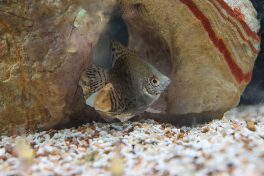 Leopard Angelfish