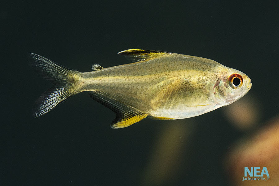 Lemon Tetra