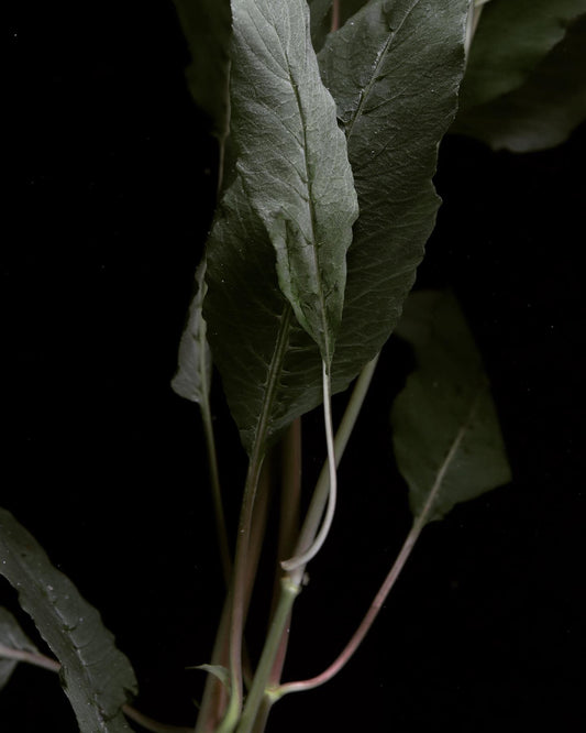 Narrow Leaf Temple