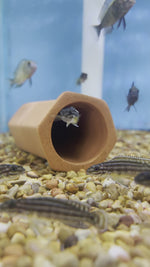 Load and play video in Gallery viewer, Julidochromis Regani Midnight
