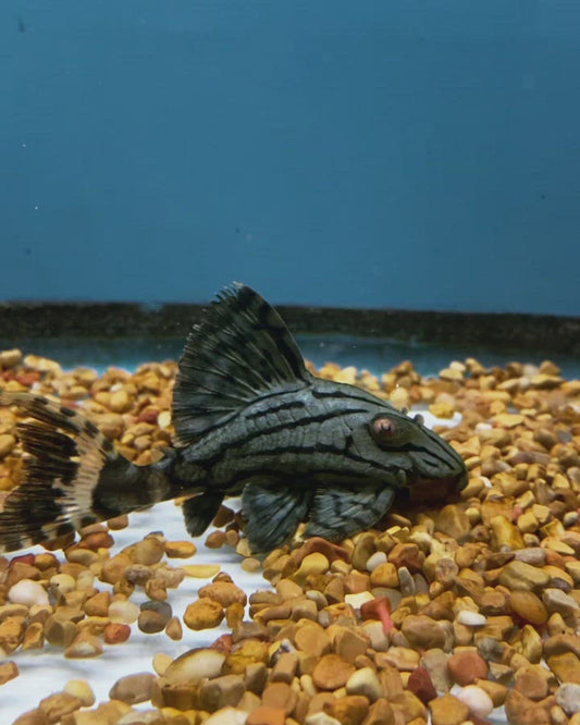 Royal Plecostomus