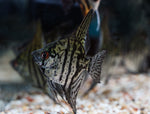 Load image into Gallery viewer, Angelfish
