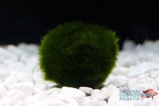 Moss Ball