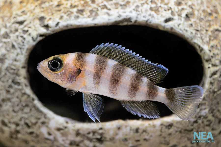 Neolamp. Fasciatus Cichlid