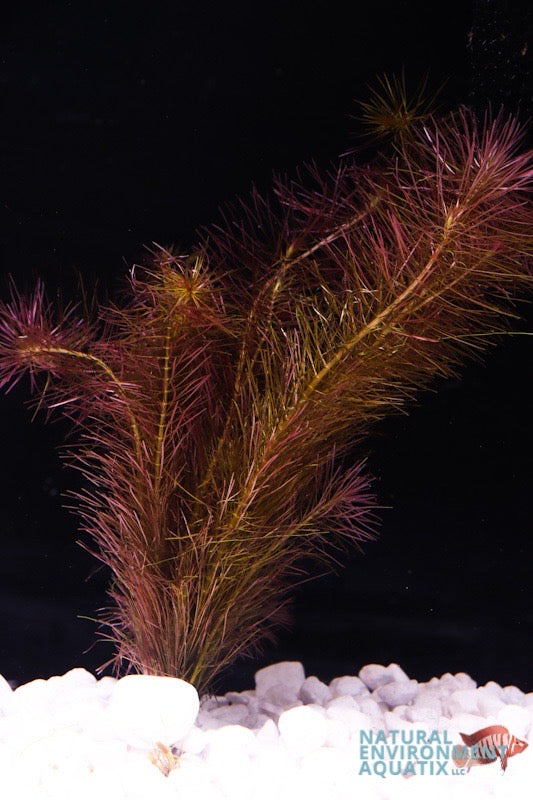 Rotala Wallichii Plant