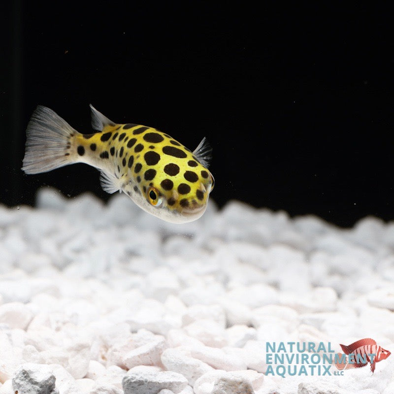 Leopard Box Fish Freshwater Aquarium Fish for Sale | Freshwater Fish Online – Natural ...