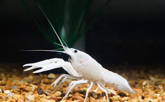 Vanilla Crayfish