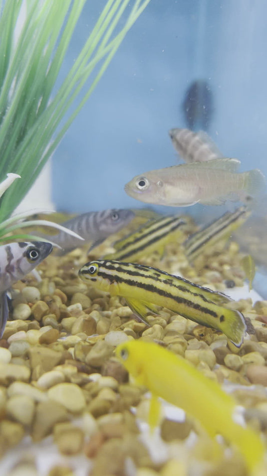 Julidochromis Regani Kipili Cichlid