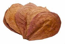 Catappa Leaf
