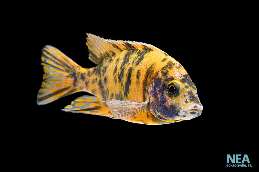 Ob Peacock Cichlid Bicolor Peacock Cichlid – Splashy Fin Live Fish