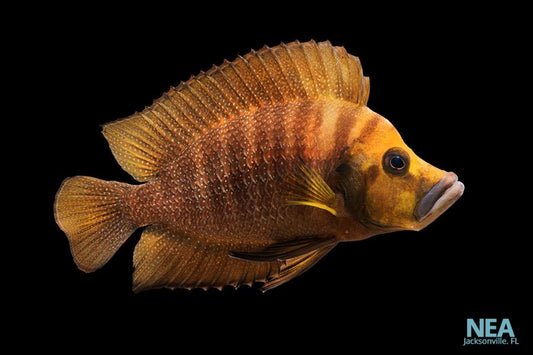 Gold calvus Cichlid
