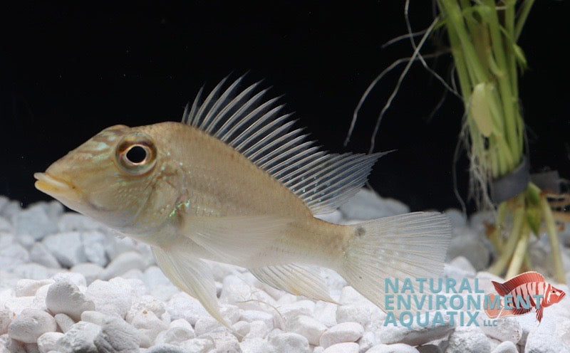 Geophagus