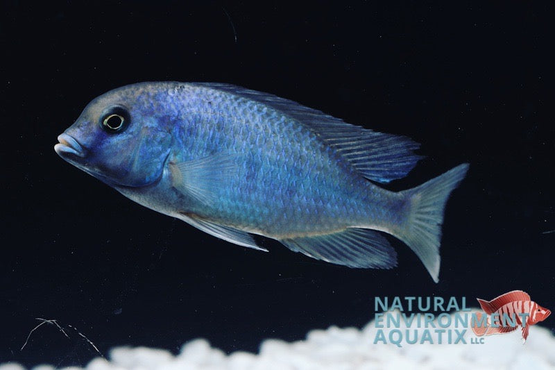 african cichlid