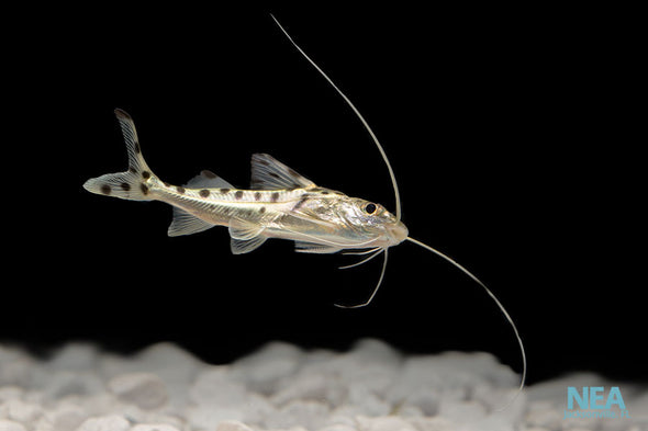 Polka Dot Pictus Catfish