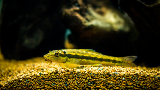 Chinese Algae Eater