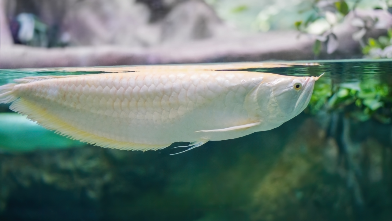 Albino Arowana