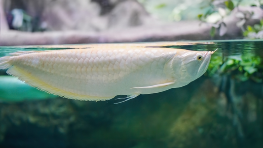 Albino Arowana