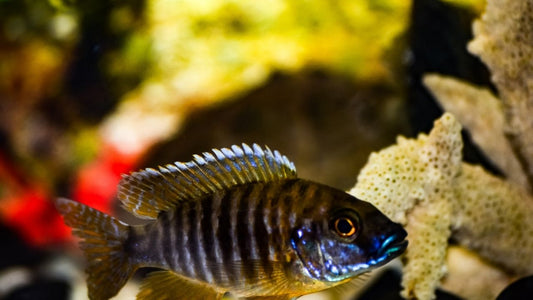 Haplo Hybrid Cichlid