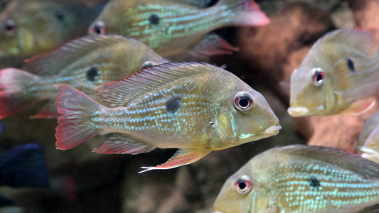 Geophagus Winemilleri  Cichlid