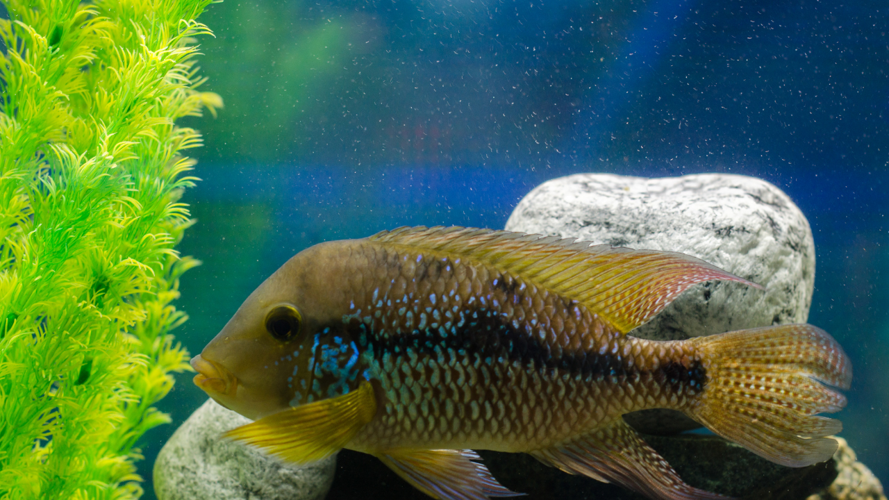 Pearl Cichlid (Geo Braziliensis)