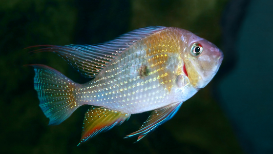 Threadfin Acara Cichlid