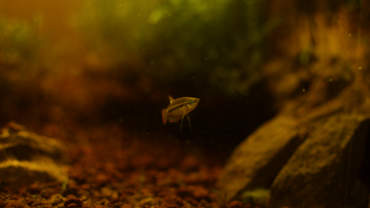 Giant Sparkling Gourami