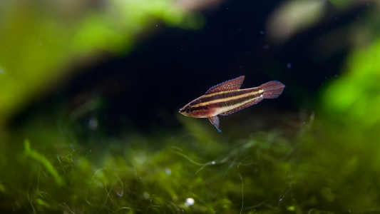 Strawberry Licorice Gourami