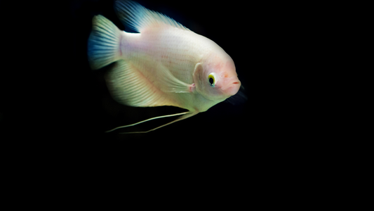 White Giant Gourami