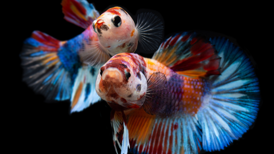 Plakat Galaxy Koi Male Betta Fish