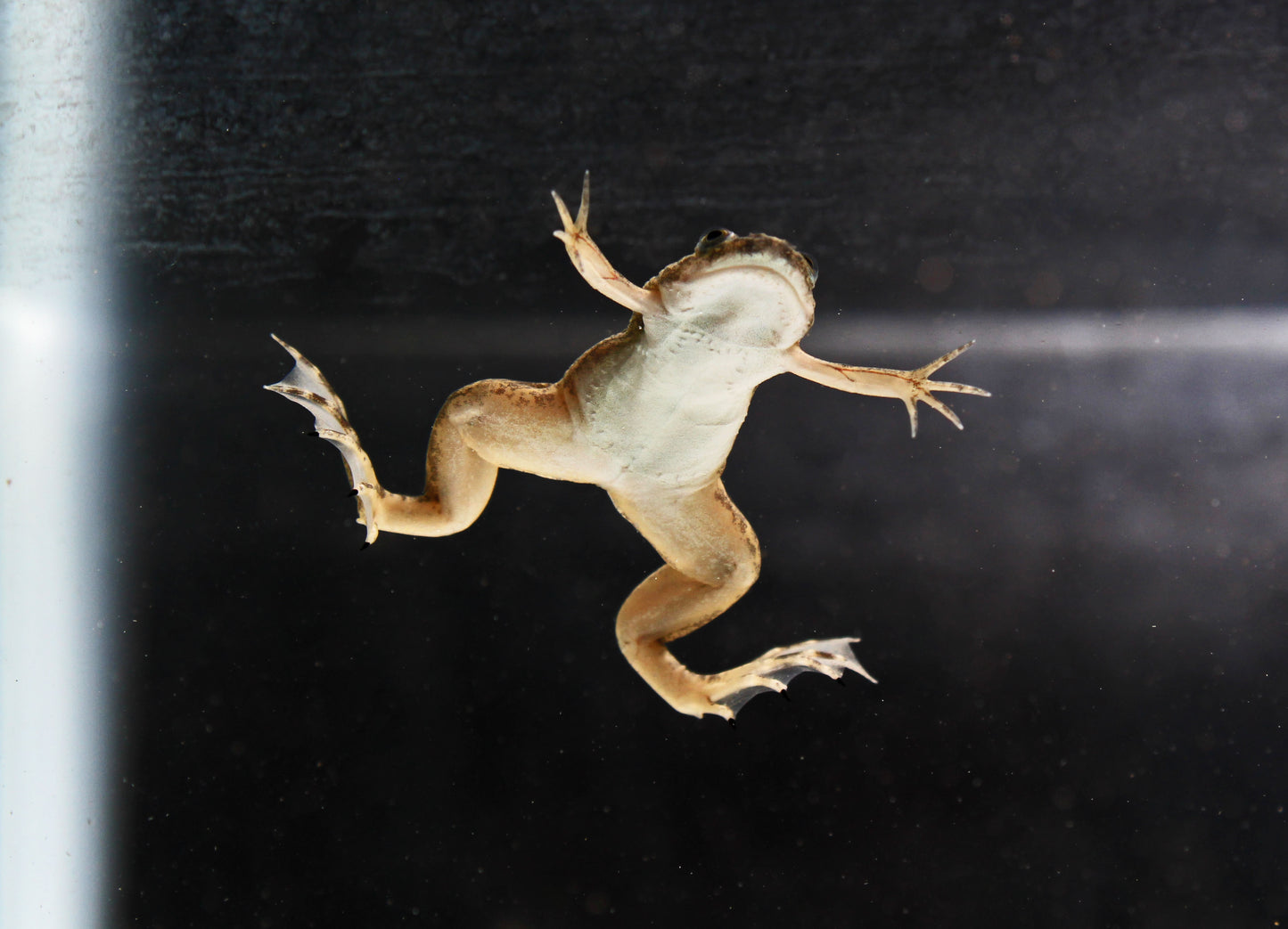 Grey African Clawed Frog