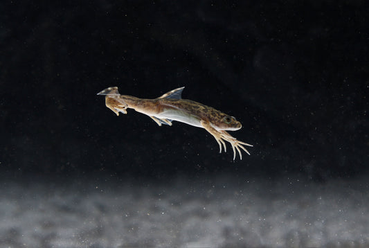 Grey African Clawed Frog