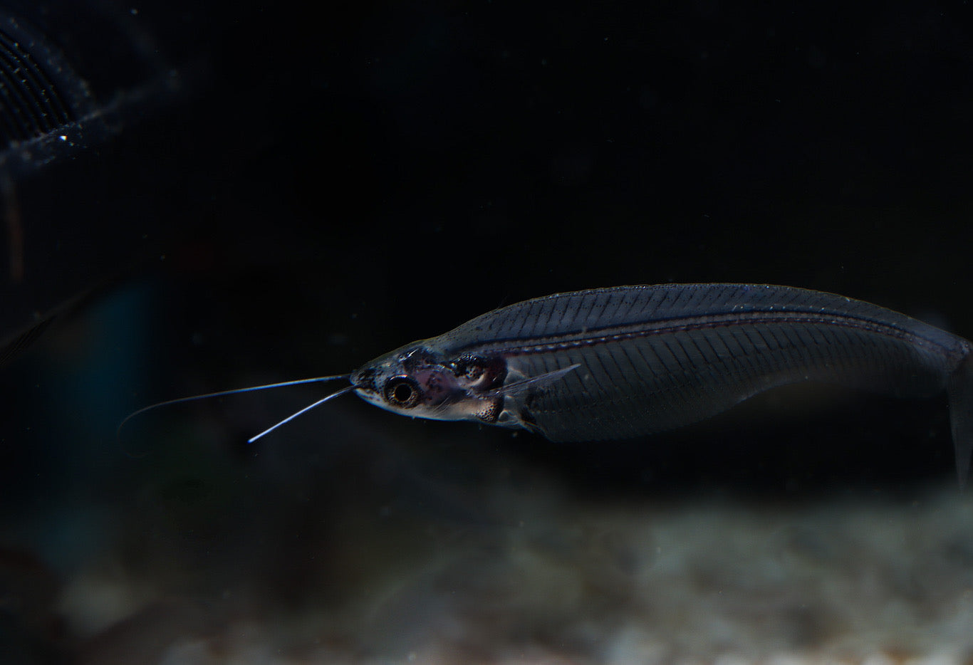 African Glass Catfish