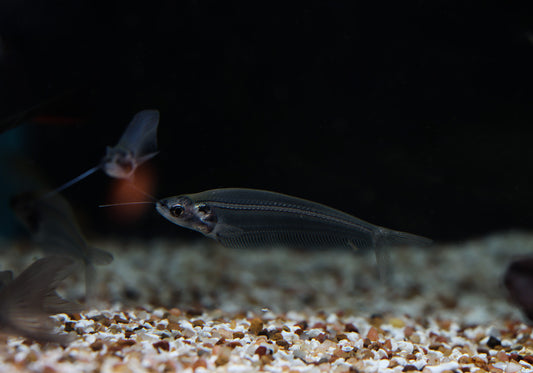 A transparent Glass Catfish swimming in an aquarium with a gravel substrate and plants in the background.