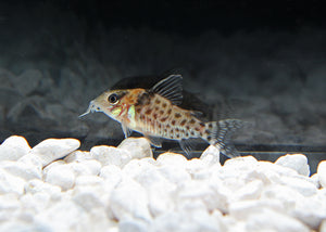 Agassizii Corydoras Catfish