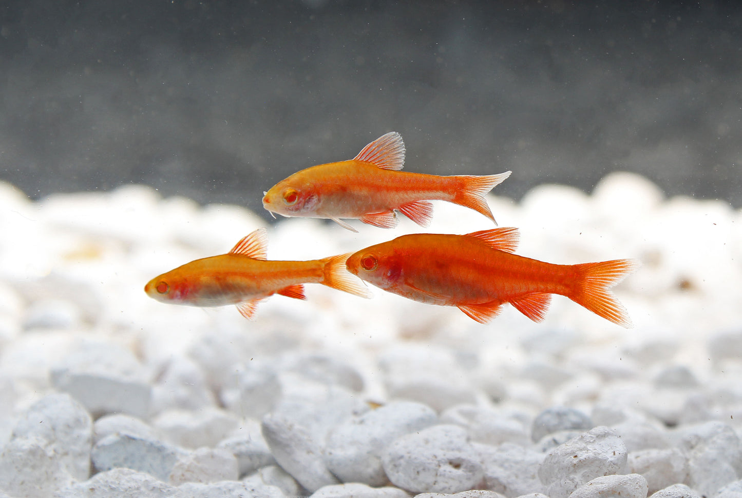 Albino Cherry Barb