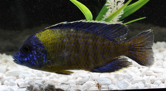 Blue Neon Aulonocara Cichlid