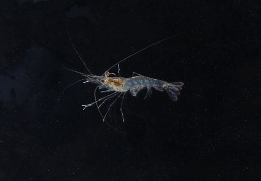 Amazon Prawn