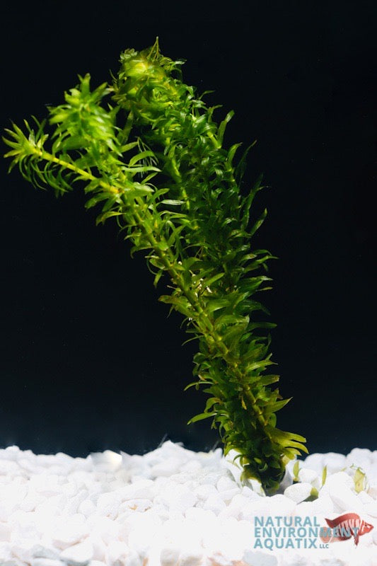 Anacharis aquarium plant with green foliage, placed in a tank with white substrate.
