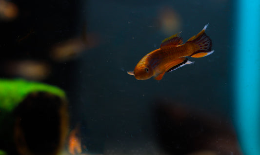 A single Chocolate Australe Killifish swimming in an aquarium with green aquatic plants in the background.
