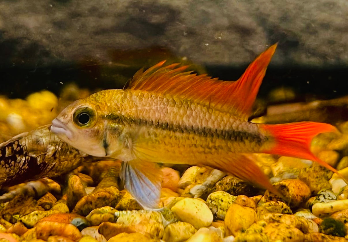 A single Orange Flash Apistogramma cichlid swimming over a gravel substrate in an aquarium.