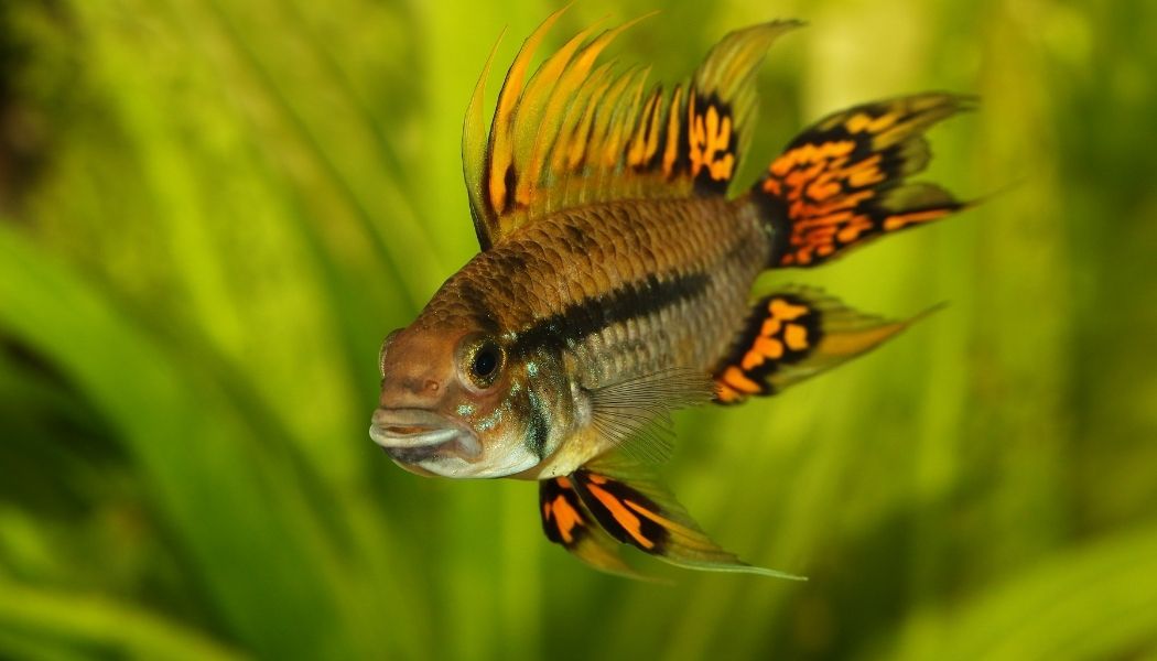 A photo of an Apistogramma cacatuoides 'Super Red' dwarf cichlid fish swimming in an aquarium with green plants in the background.