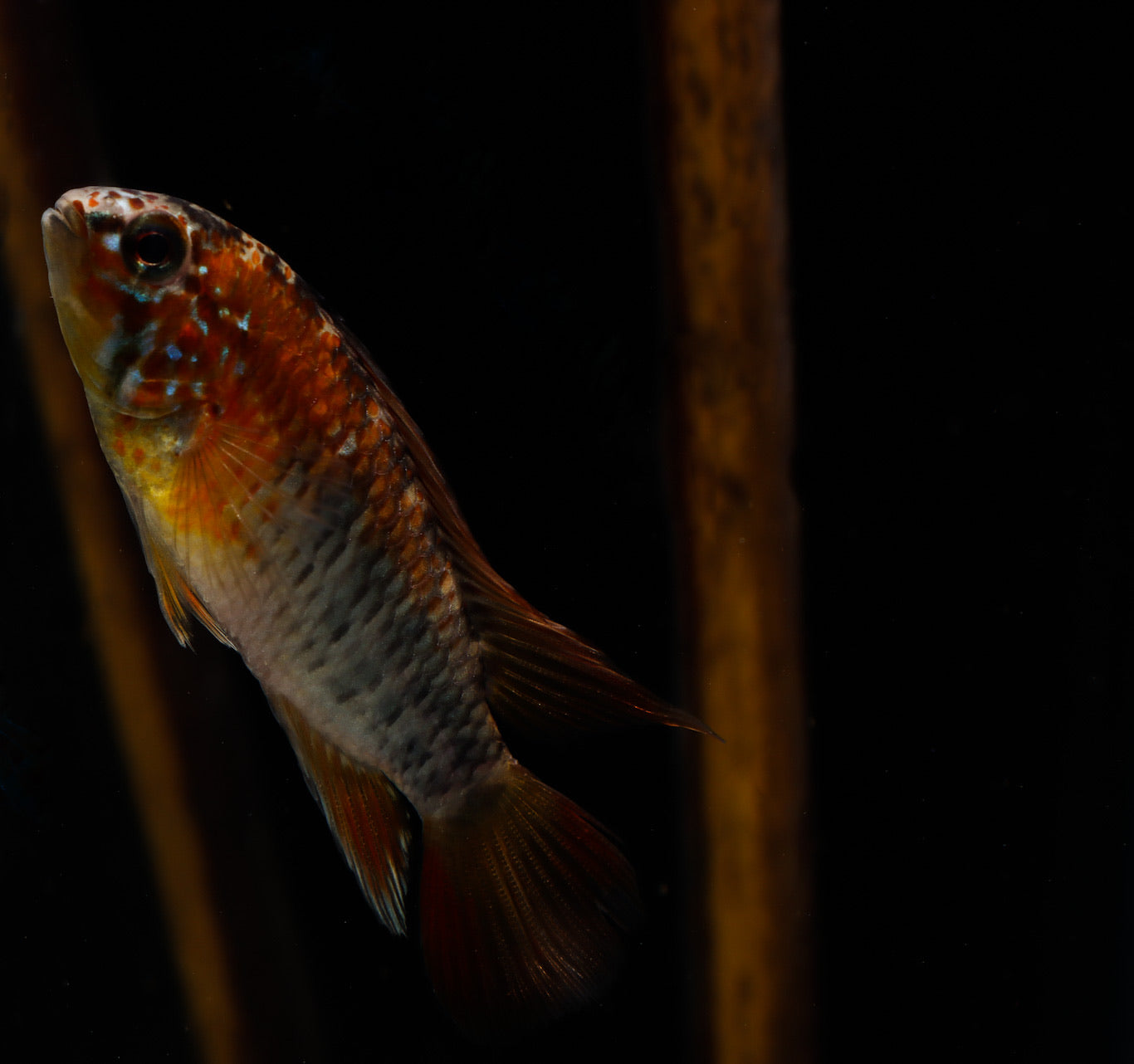 Apistogramma macmasteri "Red Neck" (Apistogramma macmasteri)