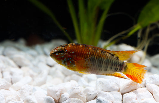 A photo of a dwarf cichlid fish with a predominantly orange color and a dark pattern around the neck, swimming in an aquarium with white gravel and green aquatic plants in the background.