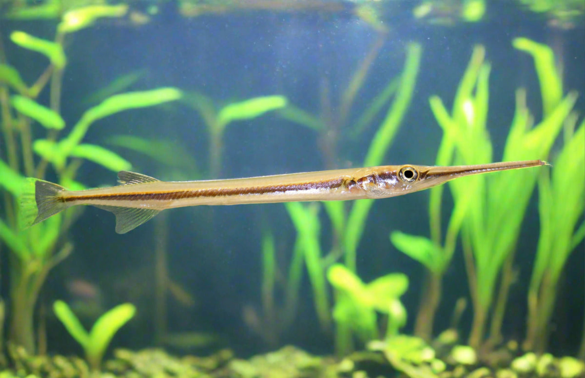 Asian Needle Nose Gar 4