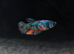 Load image into Gallery viewer, Assorted Fancy Female Betta
