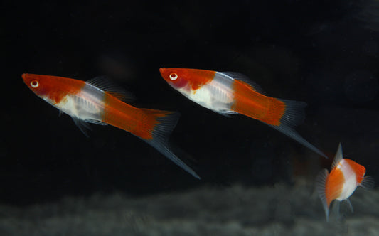 Kohaku Swordtail