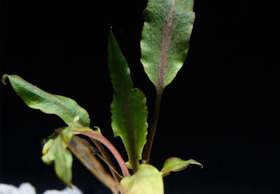 A close-up image of an aquatic plant with green leaves and reddish-brown stems.