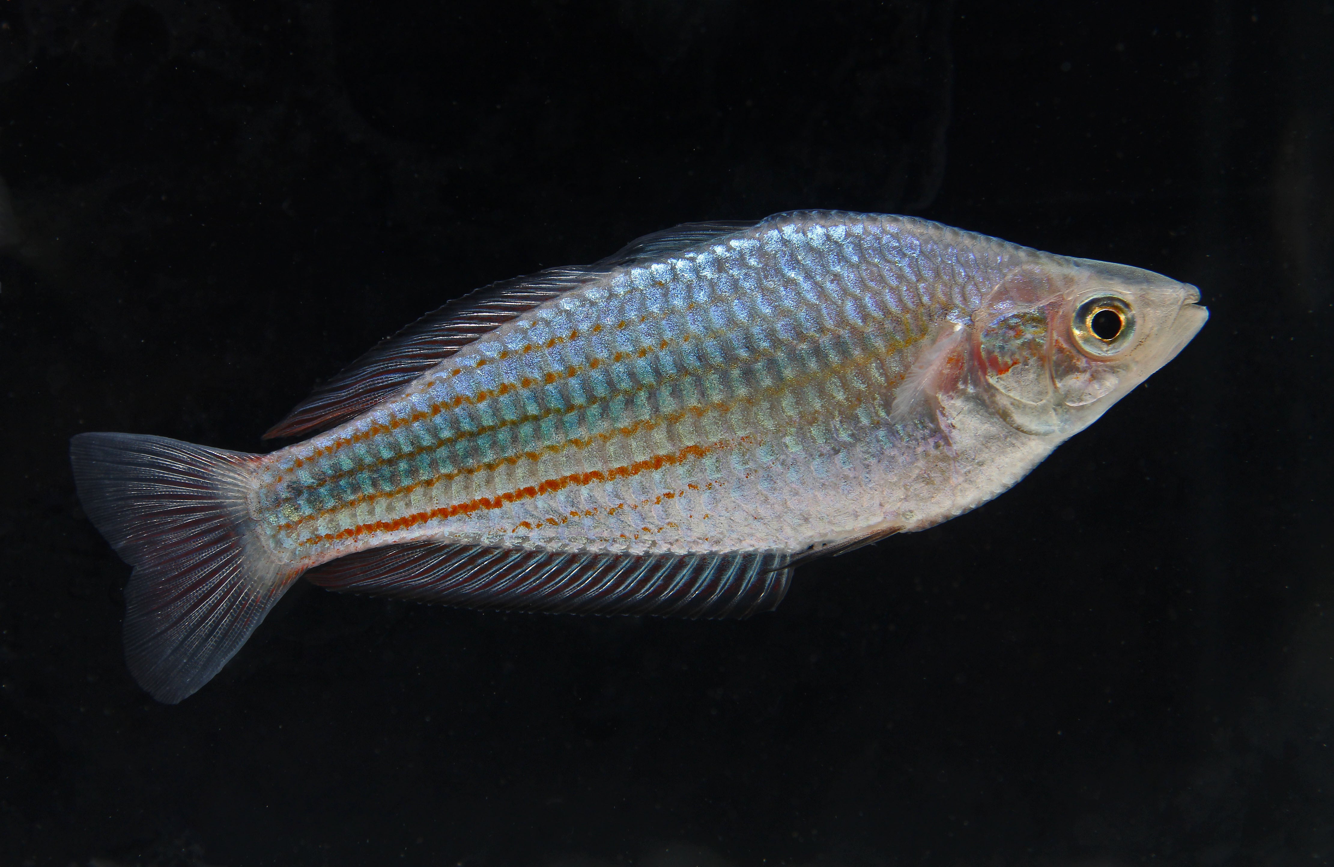 Australian Rainbow Fish