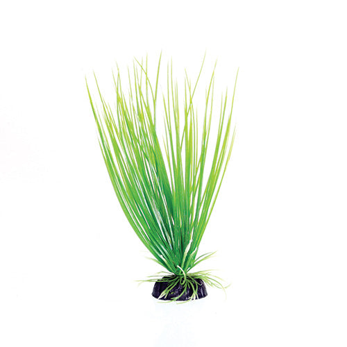 Green Hairgrass - 8" Aquarium Plant